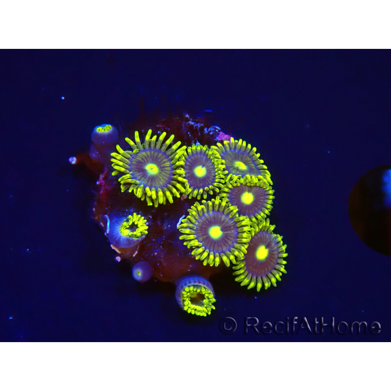 WYSIWYG - Zoanthus Blue Daisy 2S9