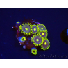 WYSIWYG - Zoanthus Blue Daisy 2S9