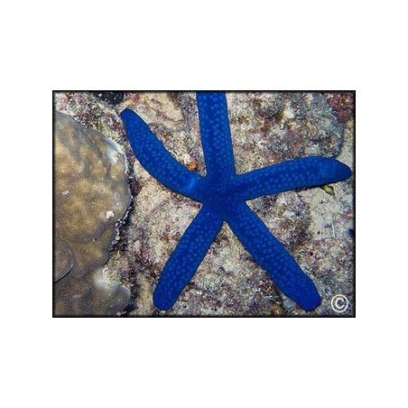 Linckia laevigata