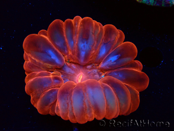 WYSIWYG Cynarina lacrymalis Ultra Red 1 (Skeleton 5 cm/open 6 cm)