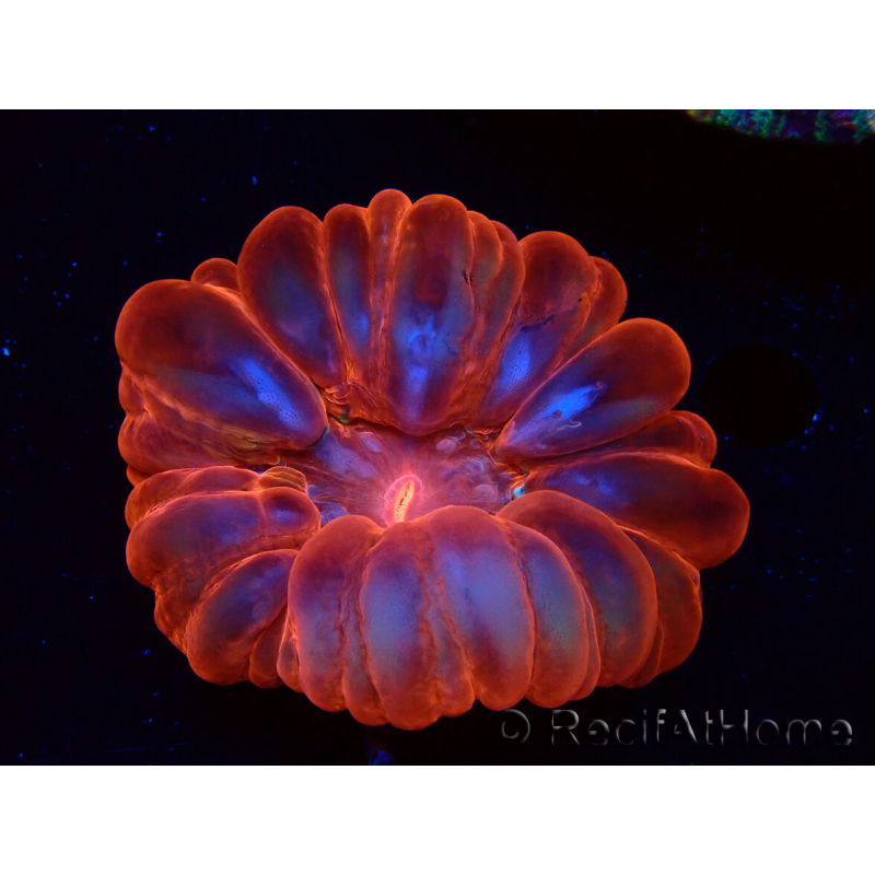 WYSIWYG Cynarina lacrymalis Ultra Red 1 (Skeleton 5 cm/open 6 cm)