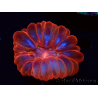 WYSIWYG Cynarina lacrymalis Ultra Red 1 (Skeleton 5 cm/open 6 cm)
