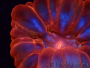 WYSIWYG Cynarina lacrymalis Ultra Red 1 (Skeleton 5 cm/open 6 cm)