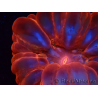 WYSIWYG Cynarina lacrymalis Ultra Red 1 (Skeleton 5 cm/open 6 cm)