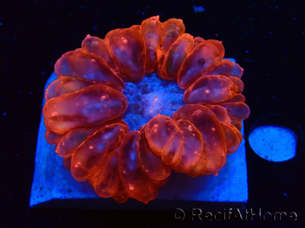 WYSIWYG Cynarina lacrymalis 2 (Skeleton 4 cm/open 6.5 cm)