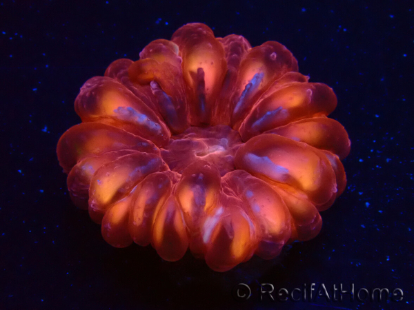 WYSIWYG Cynarina lacrymalis 8 (Skeleton 4 cm/open 5 cm)