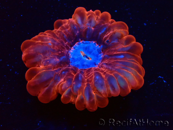 WYSIWYG Cynarina lacrymalis Ultra 4 (Skeleton 6.5 cm/Open 9 cm)