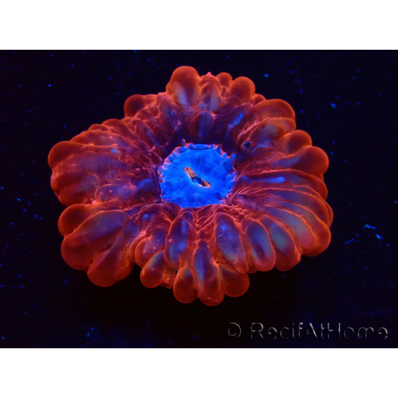 WYSIWYG Cynarina lacrymalis Ultra 4 (Skeleton 6.5 cm/Open 9 cm)