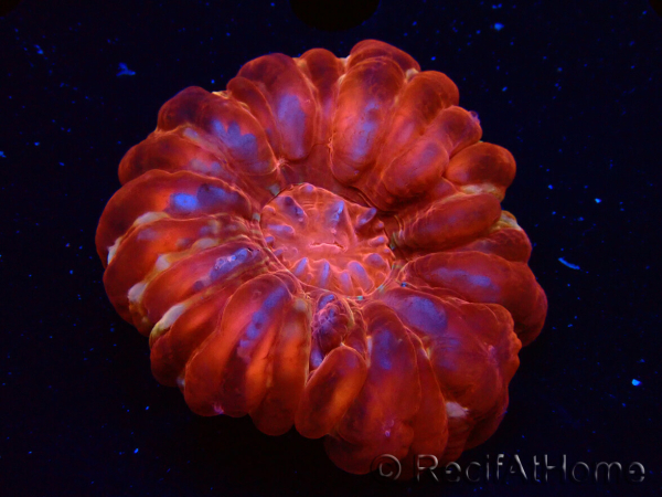 WYSIWYG Cynarina lacrymalis Ultra 5 (Skeleton 5.5 cm/Open 7 cm)