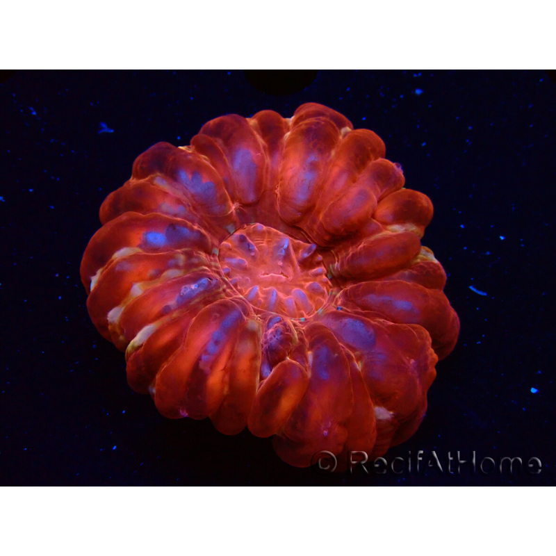 WYSIWYG Cynarina lacrymalis Ultra 5 (Skeleton 5.5 cm/Open 7 cm)