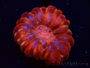 WYSIWYG Cynarina lacrymalis Ultra 5 (Skeleton 5.5 cm/Open 7 cm)
