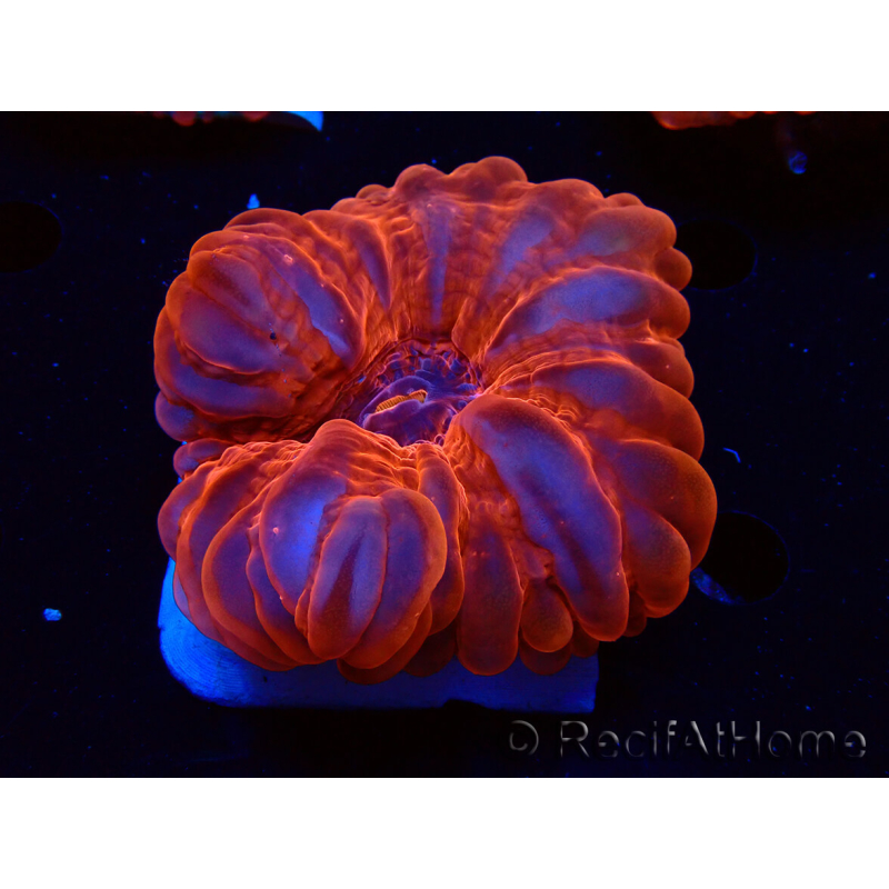WYSIWYG Cynarina lacrymalis Ultra Red 1 (Skeleton 5.5 cm)