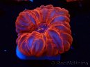 WYSIWYG Cynarina lacrymalis Ultra Red 1 (Skeleton 5.5 cm)