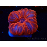WYSIWYG Cynarina lacrymalis Ultra Red 1 (Skeleton 5.5 cm)