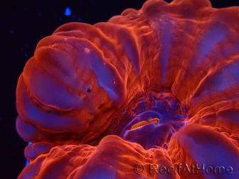 WYSIWYG Cynarina lacrymalis Ultra Red 1 (Skeleton 5.5 cm)