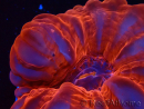 WYSIWYG Cynarina lacrymalis Ultra Red 1 (Skeleton 5.5 cm)
