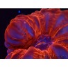 WYSIWYG Cynarina lacrymalis Ultra Red 1 (Skeleton 5.5 cm)