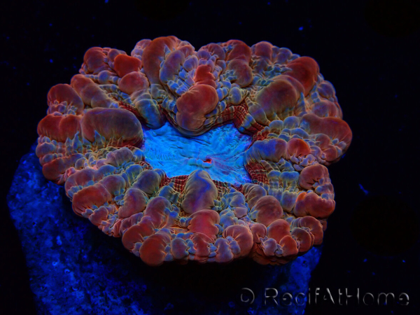 WYSIWYG Cynarina macassarensis 10 (ex Indophyllia) (Skeleton 5 cm/Open Flesh 13 cm)