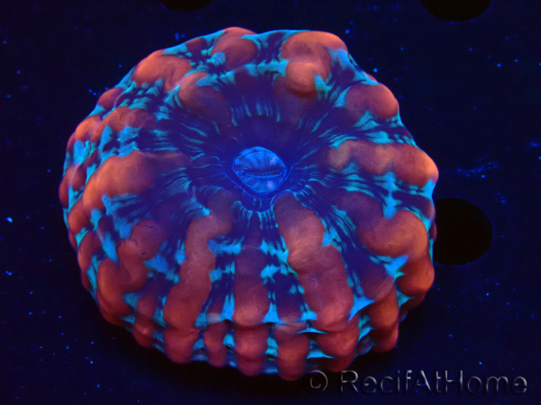 WYSIWYG Cynarina macassarensis 11 (ex Indophyllia) (Scheletro 6 cm/Carne Aperta 15 cm)