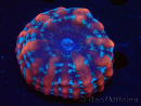 WYSIWYG Cynarina macassarensis 11 (ex Indophyllia) (Scheletro 6 cm/Carne Aperta 15 cm)