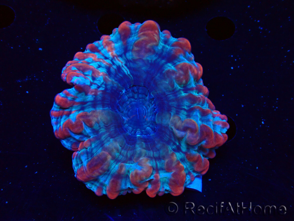 WYSIWYG Cynarina macassarensis 12 (ex Indophyllia) (Scheletro 4 cm/Carne Aperta 9 cm)