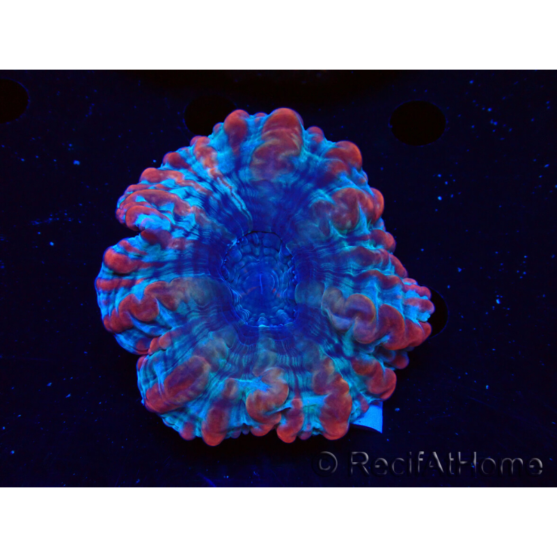 WYSIWYG Cynarina macassarensis 12 (ehemals Indophyllia) (Skelett 4 cm/Offenes Fleisch 9 cm)
