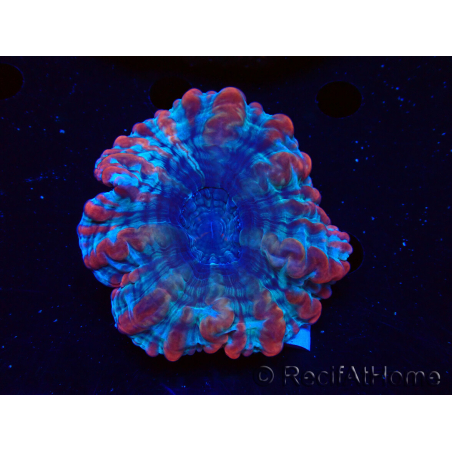 WYSIWYG Cynarina macassarensis 12 (ex Indophyllia) (Scheletro 4 cm/Carne Aperta 9 cm)