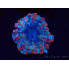 WYSIWYG Cynarina macassarensis 12 (ehemals Indophyllia) (Skelett 4 cm/Offenes Fleisch 9 cm)