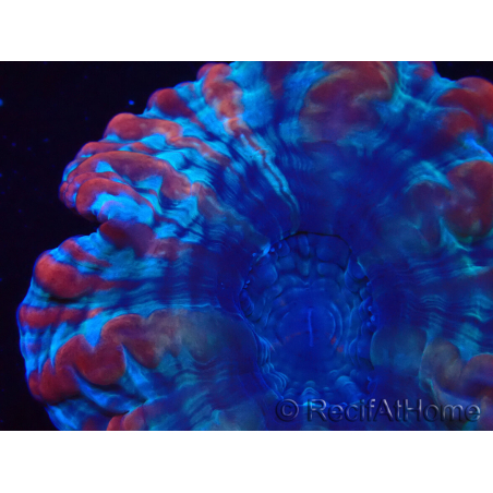 WYSIWYG Cynarina macassarensis 12 (ex Indophyllia) (Scheletro 4 cm/Carne Aperta 9 cm)