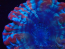 WYSIWYG Cynarina macassarensis 12 (ex Indophyllia) (Scheletro 4 cm/Carne Aperta 9 cm)