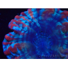 WYSIWYG Cynarina macassarensis 12 (ehemals Indophyllia) (Skelett 4 cm/Offenes Fleisch 9 cm)