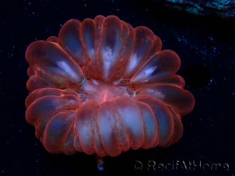 WYSIWYG Cynarina lacrymalis Ultra Red 1 (Skeleton 5 cm/open 6 cm)