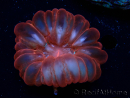 WYSIWYG Cynarina lacrymalis Ultra Red 1 (Skeleton 5 cm/open 6 cm)