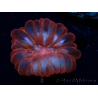 WYSIWYG Cynarina lacrymalis Ultra Red 1 (Skeleton 5 cm/open 6 cm)