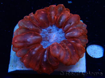 WYSIWYG Cynarina lacrymalis 2 (Skeleton 4 cm/open 6.5 cm)