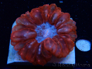 WYSIWYG Cynarina lacrymalis 2 (Skeleton 4 cm/open 6.5 cm)