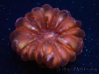 WYSIWYG Cynarina lacrymalis 8 (Skeleton 4 cm/open 5 cm)