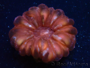 WYSIWYG Cynarina lacrymalis 8 (Skeleton 4 cm/open 5 cm)