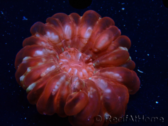 WYSIWYG Cynarina lacrymalis Ultra 5 (Skeleton 5.5 cm/Open 7 cm)