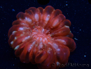 WYSIWYG Cynarina lacrymalis Ultra 5 (Skeleton 5.5 cm/Open 7 cm)