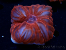 WYSIWYG Cynarina lacrymalis Ultra Red 1 (Skeleton 5.5 cm)