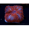 WYSIWYG Cynarina lacrymalis Ultra Red 1 (Skeleton 5.5 cm)