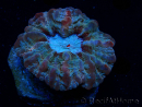 WYSIWYG Cynarina macassarensis 10 (ex Indophyllia) (Skeleton 5 cm/Open Flesh 13 cm)