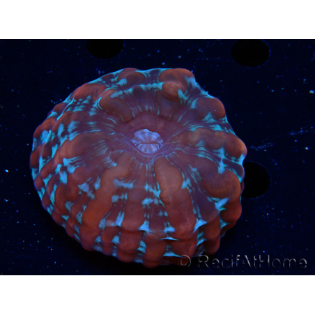 WYSIWYG Cynarina macassarensis 11 (ex Indophyllia) (Scheletro 6 cm/Carne Aperta 15 cm)