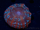 WYSIWYG Cynarina macassarensis 11 (ex Indophyllia) (Scheletro 6 cm/Carne Aperta 15 cm)