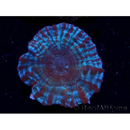 WYSIWYG Cynarina macassarensis 12 (ex Indophyllia) (Scheletro 4 cm/Carne Aperta 9 cm)