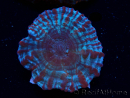 WYSIWYG Cynarina macassarensis 12 (ex Indophyllia) (Scheletro 4 cm/Carne Aperta 9 cm)
