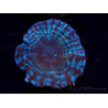 WYSIWYG Cynarina macassarensis 12 (ehemals Indophyllia) (Skelett 4 cm/Offenes Fleisch 9 cm)