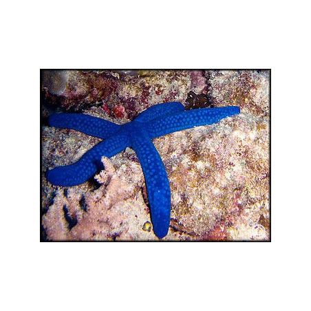 Linckia laevigata