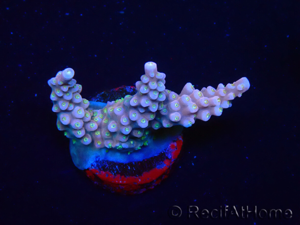 WYSIWYG RAH Acropora donei Merlin's Staff 5M1